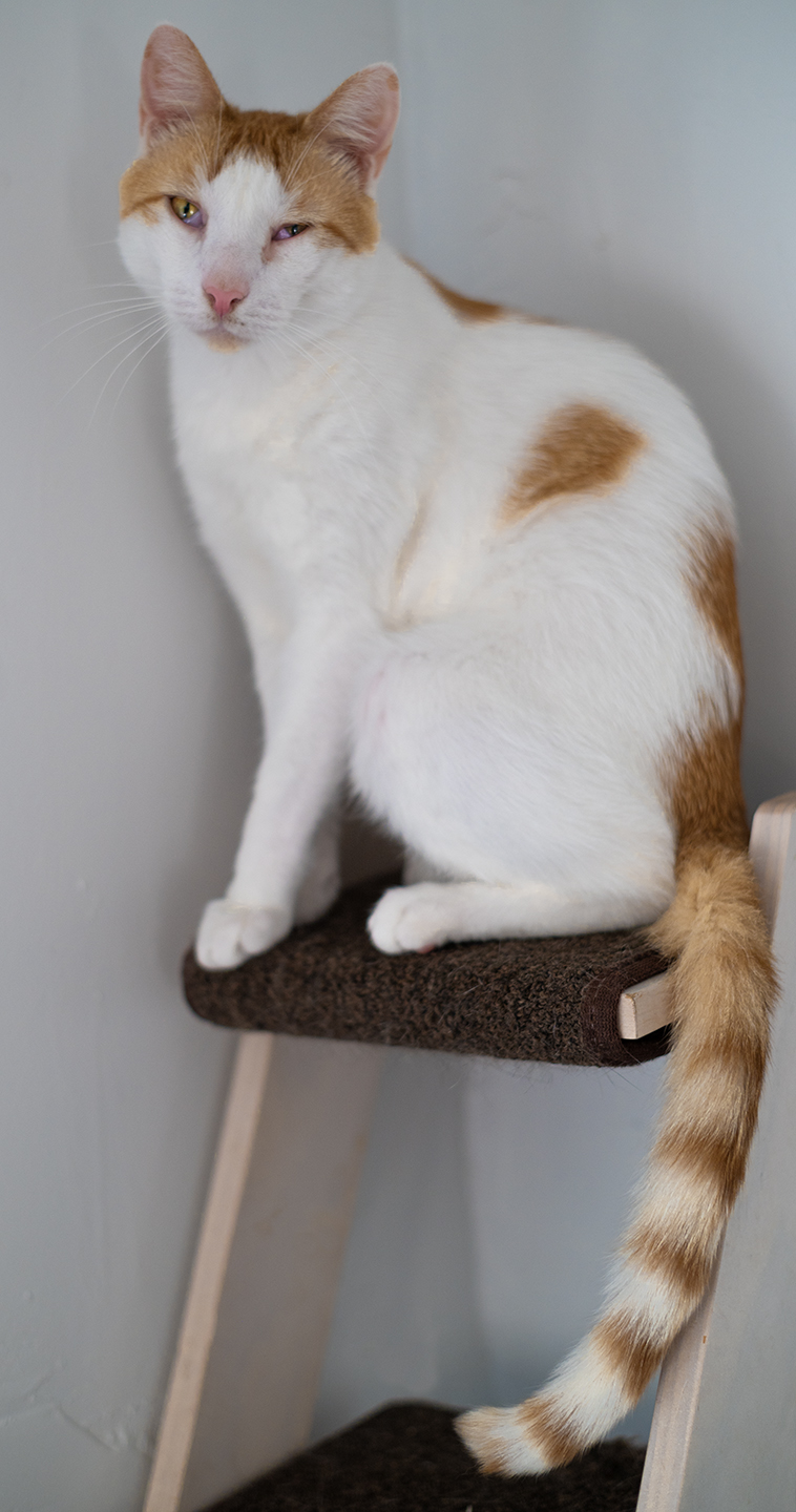 Nelson Top Cat Sancturary cat photo